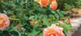 villa-riviera-rose-saint-tropez-rose-garden